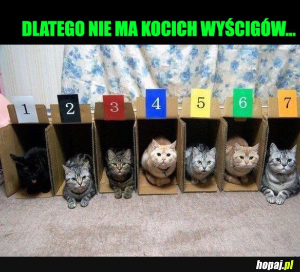 WYŚCIGI KOTÓW