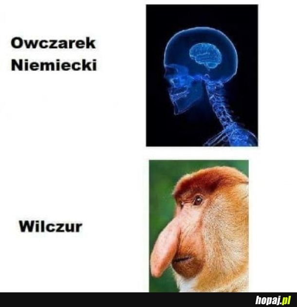 Owczarek niemiecki