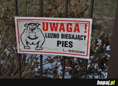 Luźno biegający pies