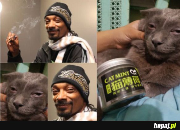 SNOOP CAT