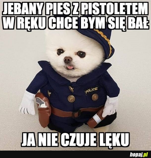 Uważajcie ten pies sieje postrach