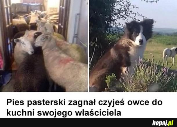 Przyprowadził panienki