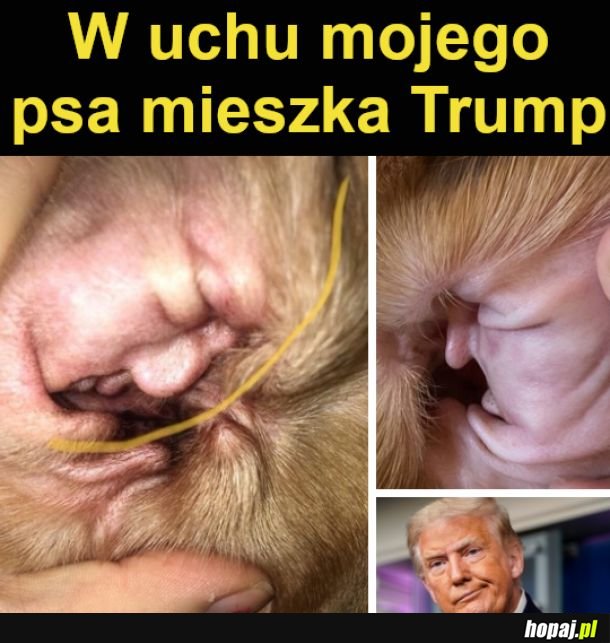 Faktycznie! Bardzo podobny do Trumpa xd