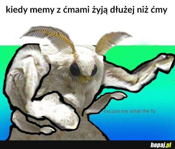 Ile żyją ćmy?