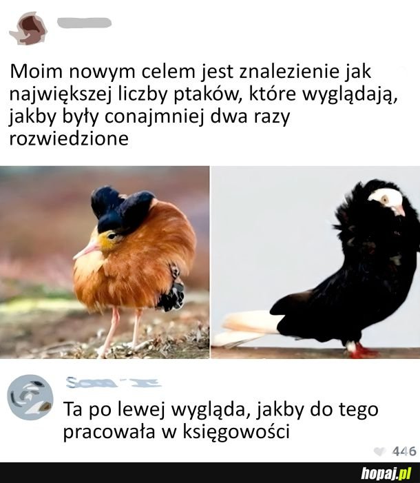 Ptaki, które wyglądają jak rozwiedzione