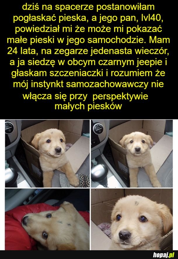 Małe kotki w piwnicy