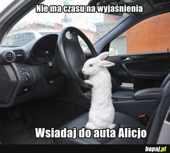 FOLLOW THE WHITE RABBIT