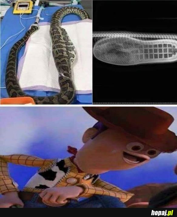 Wąż zjadł but