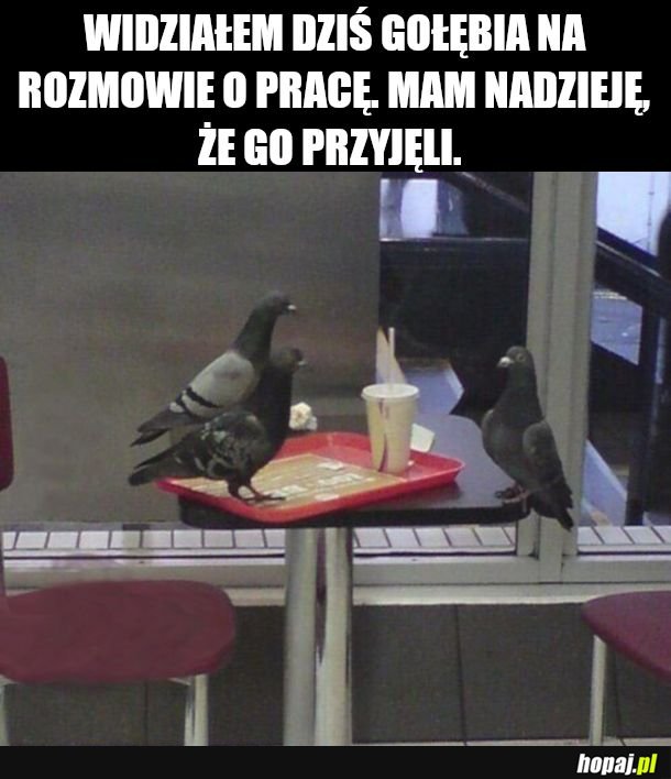 Gołomp