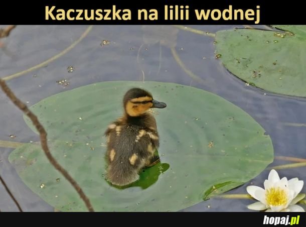 Kaczusia