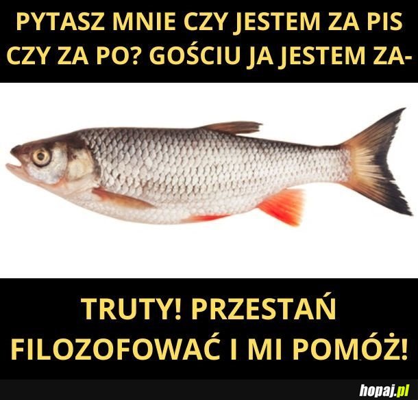 Za PiS czy za PO?