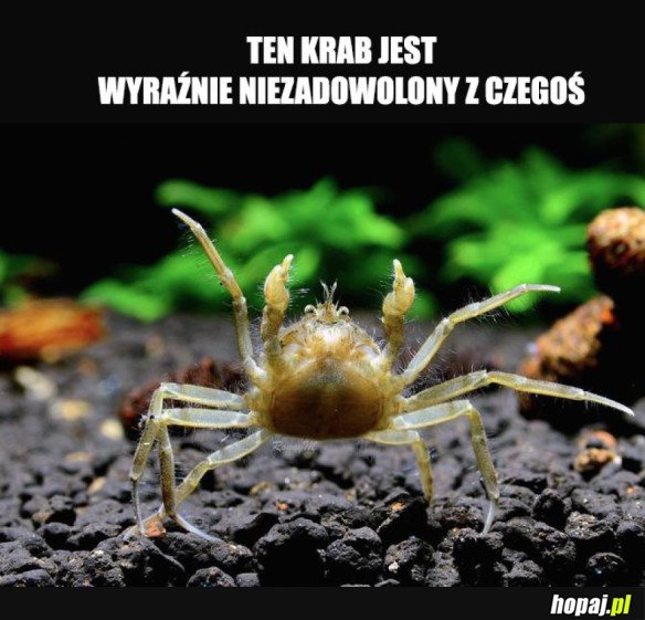 NIEZADOWOLONY KRAB