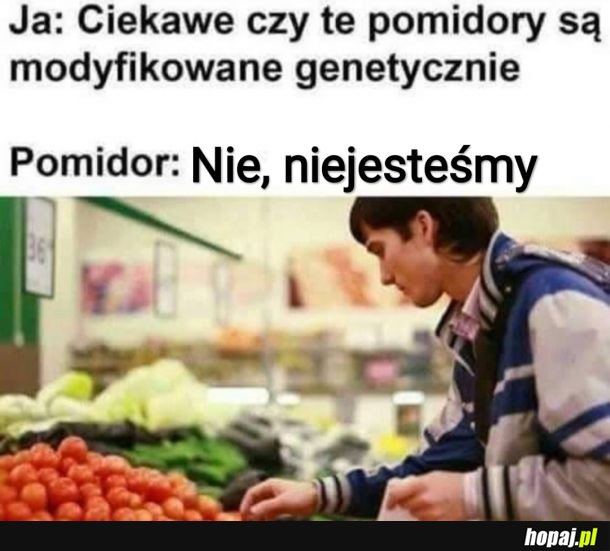 Pomidor GMO