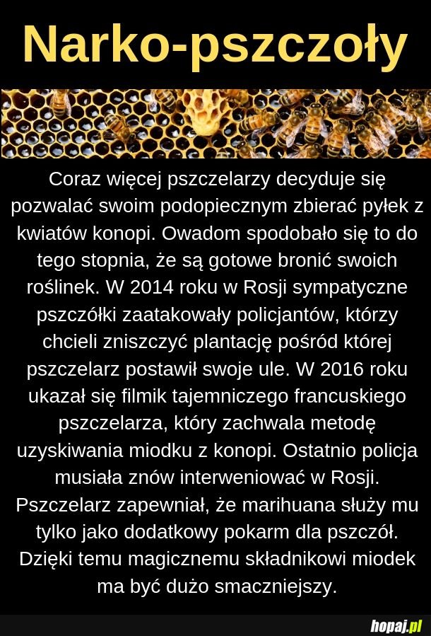 Pszczółki 