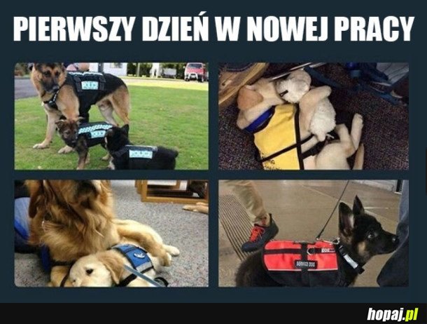 PIESEŁY ZACZYNAJĄ PRACĘ