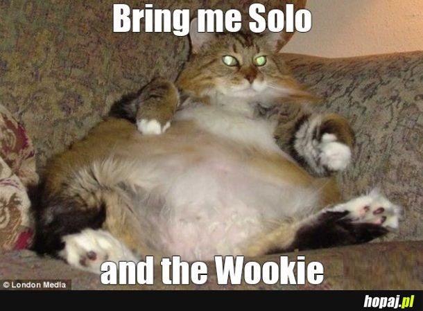 Jabba the cat