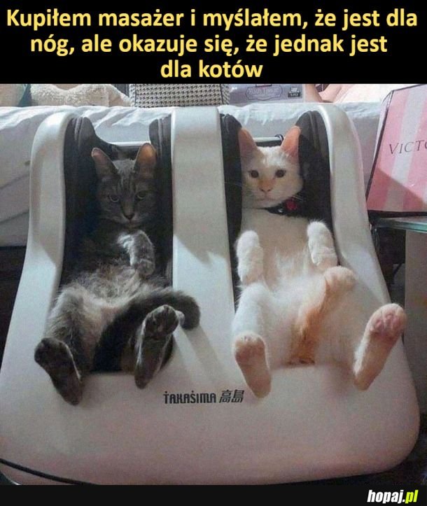 Masażer dla kotów