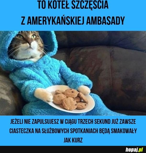 Koteł szczęścia z ambasady