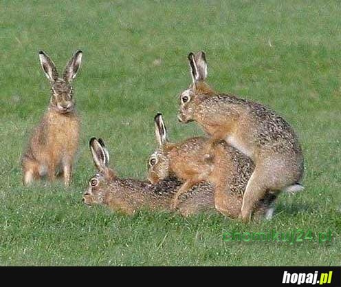 Efekt Zająca. Psycholog Cichopek miała rację :) 