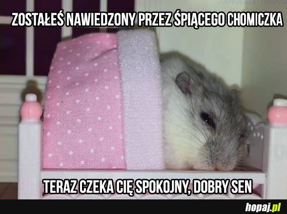 Chomiczek