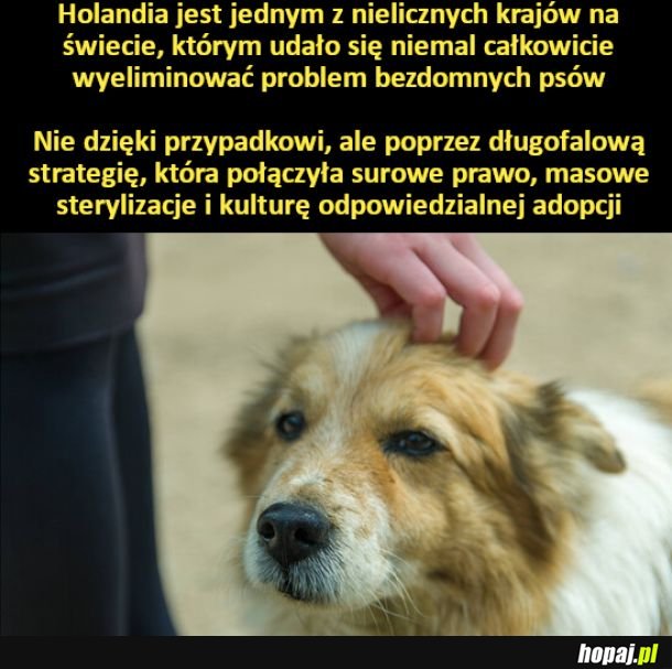 W Holandii niemal udało się całkowicie wyeliminować problem bezdomnych psów