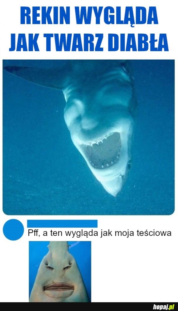 A jak wygląda twój rekin