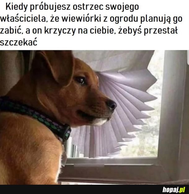  Niewdzięcznik