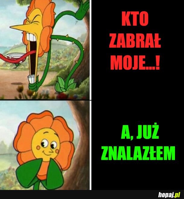 Darcie ryja do domu pełnym chaosu