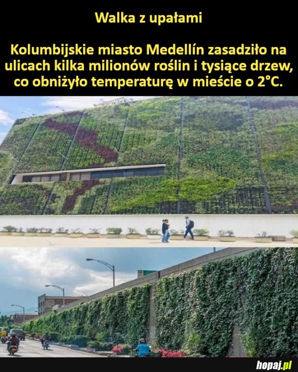 Dlatego nie powinno się wycinać drzew