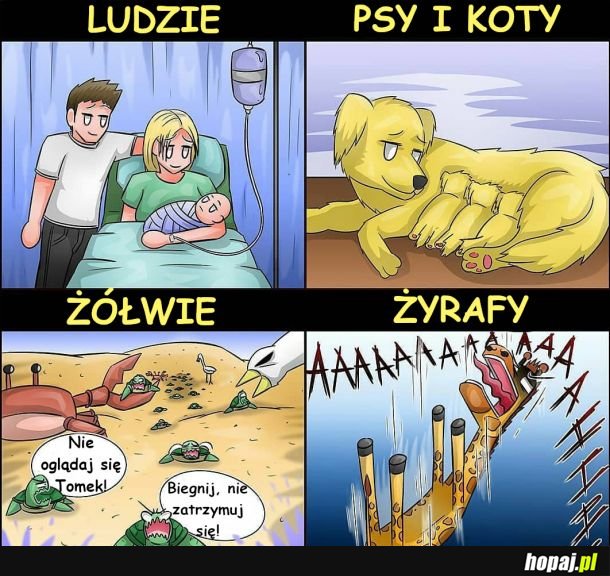 Nie chciałbym być żółwiem :|