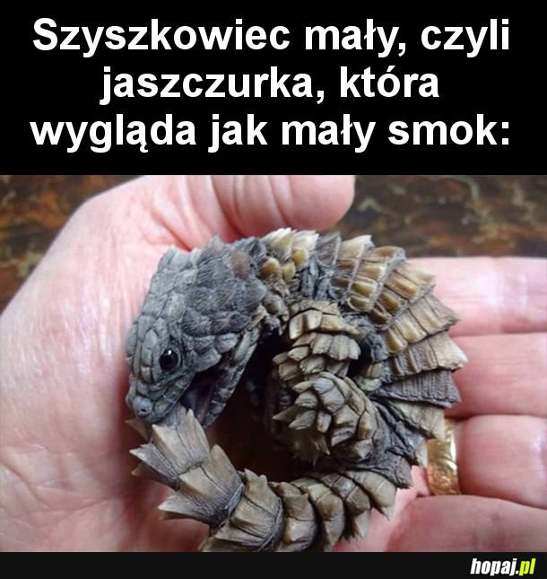 Miniaturowy smok