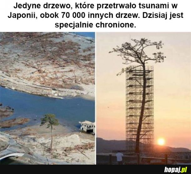 Jedyne drzewo 