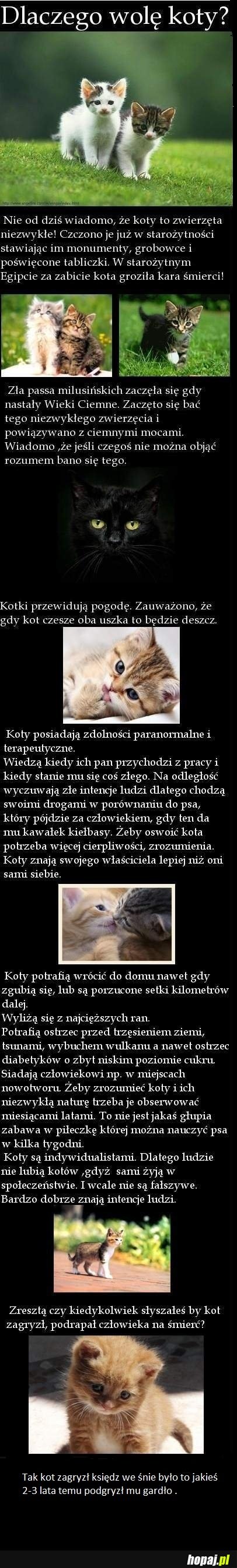 Dlaczego wolę koty!?