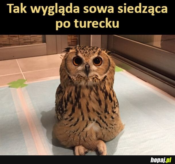 Sówka