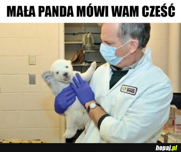 MAŁA PANDA POZDRAWIA ŚWIAT