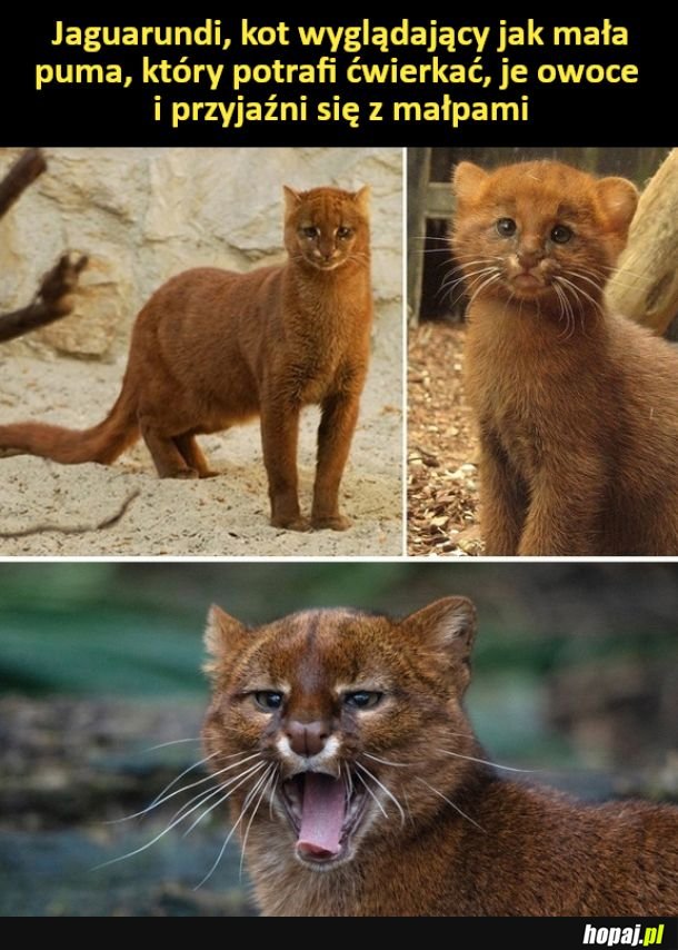 Jaguarundi