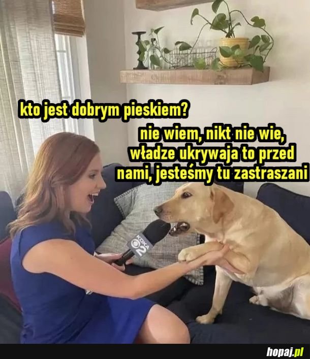 Kto jest dobrym pieskiem?