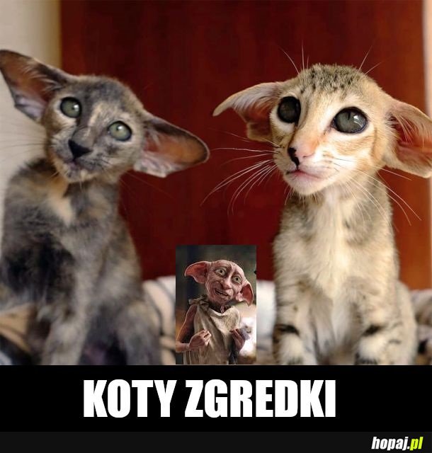 Dobby