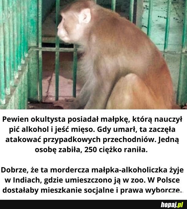 A to małpa!