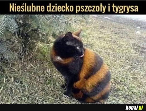 Hybryda
