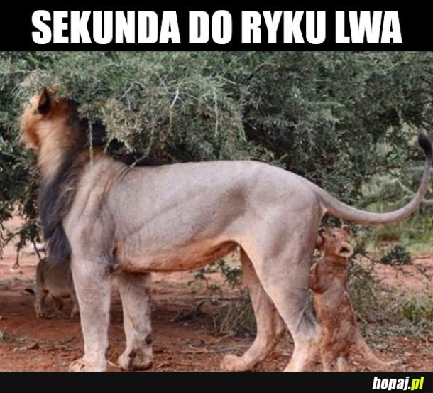 The lion king
