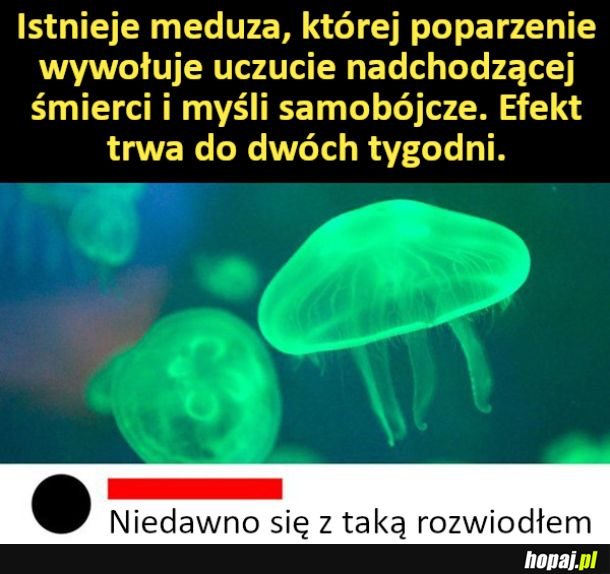 Meduza