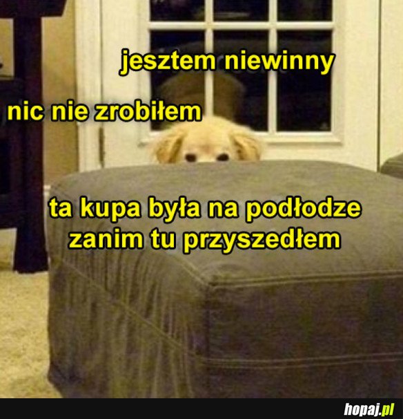 NIEWINNY PIES