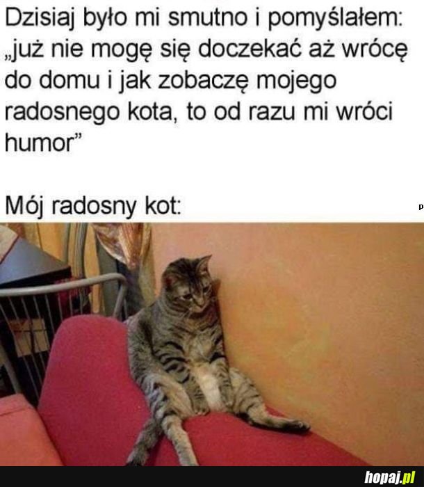 Radosny kot