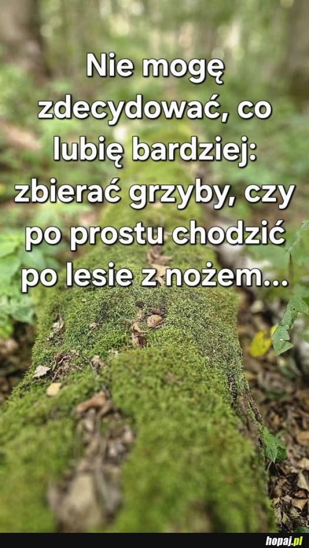 Grzyby