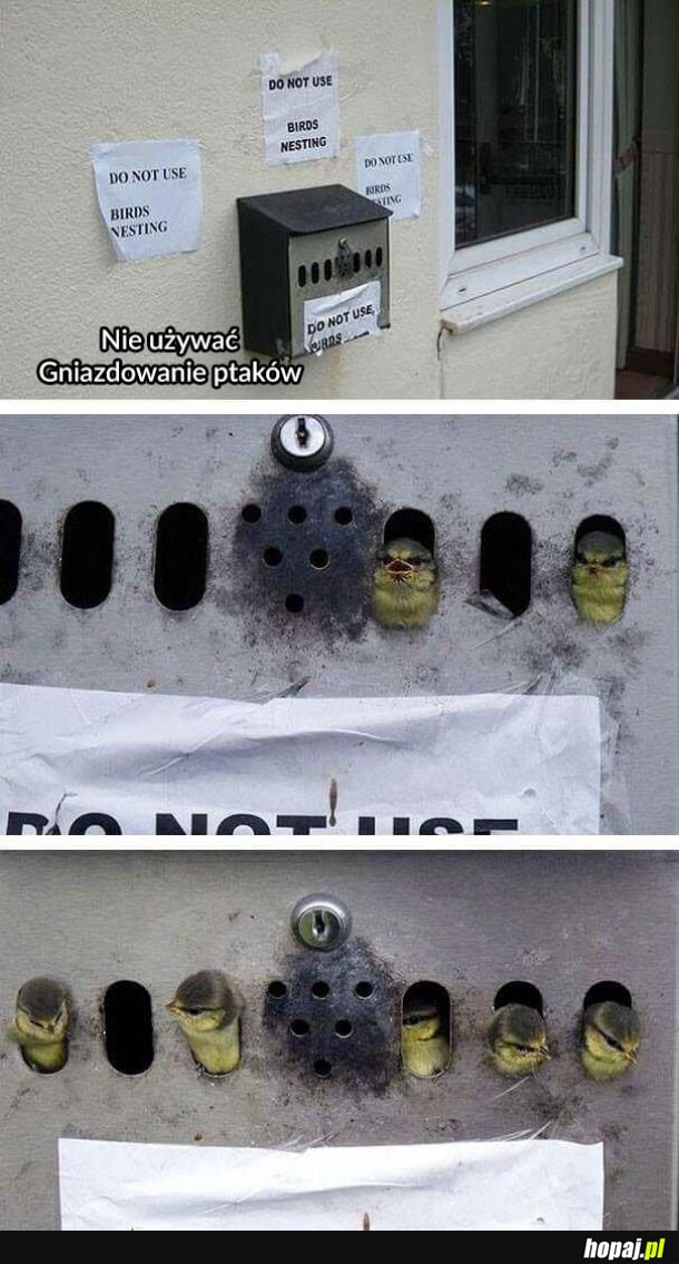 Ptaszki