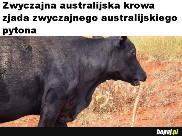 Nic takiego