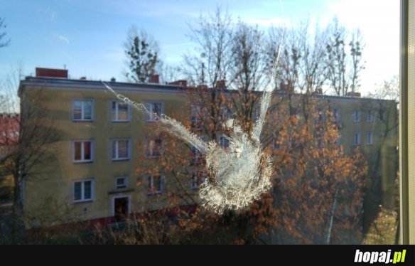 Gołąb vs szyba