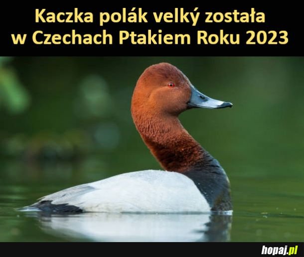 Polák velký