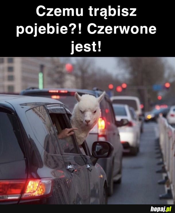 Codzienność w korkach